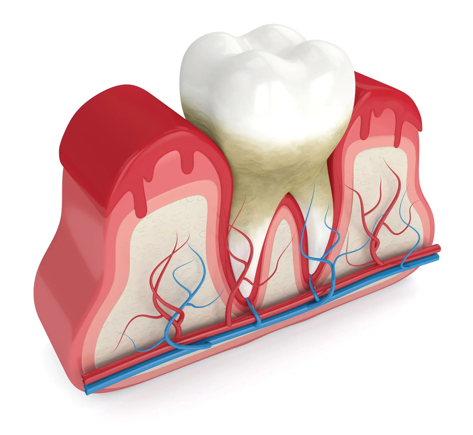 Periodoncia en Torrejón de Ardoz